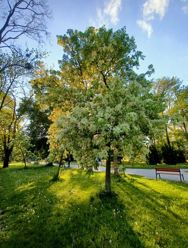 Trnava