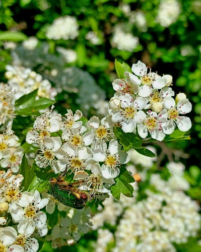 Smolenice
