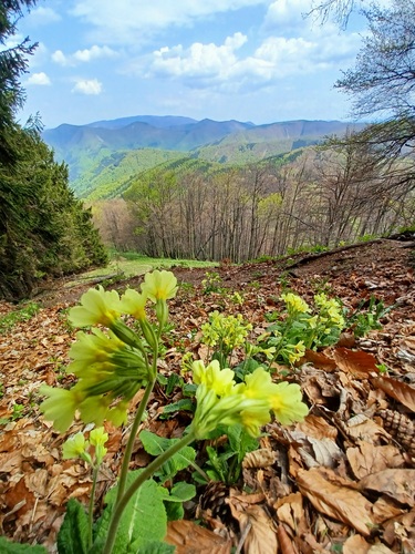 Kľak