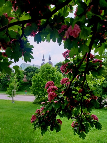 Trnava