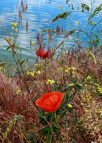 Senec