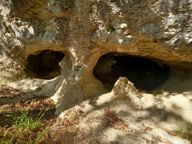 Dechtice