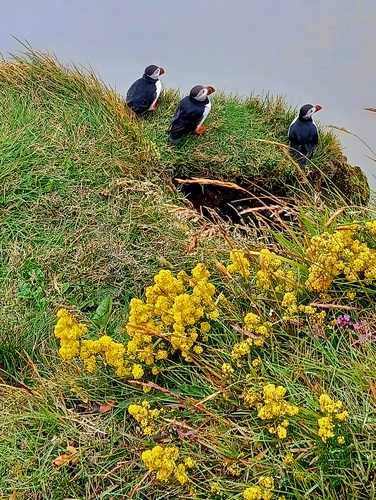 Island