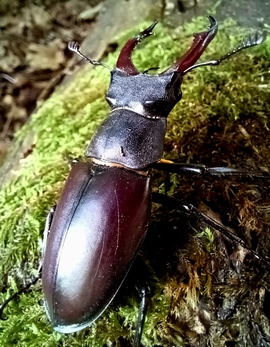Podhorany