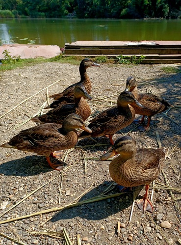 Šoporňa