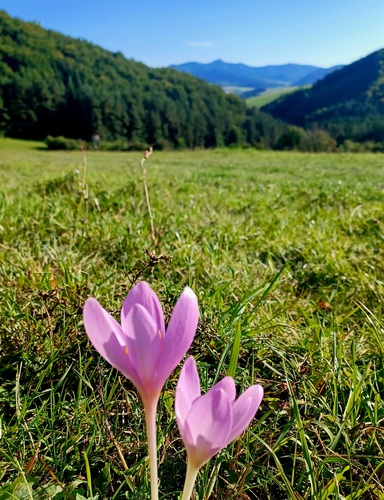 Zbyňov