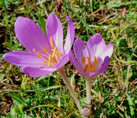 Vápeč 