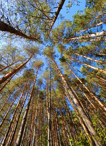 Vápeč 