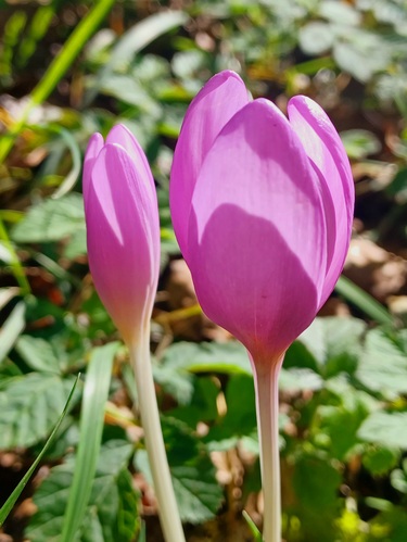 Vápeč 