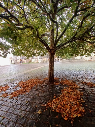 Trnava