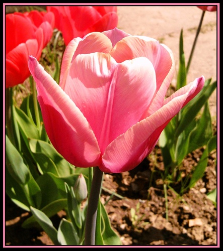tulipánová ...