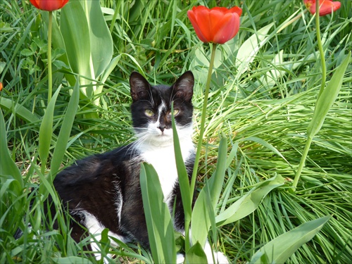 Mačka v kvetoch