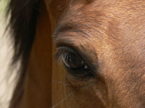 The eye of horse