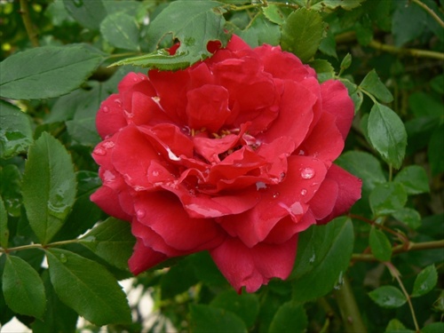 Orosená ruža