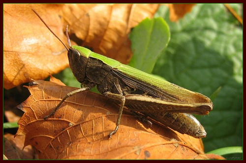 ...vyhrieva sa...