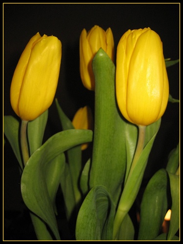 ....tulipány....