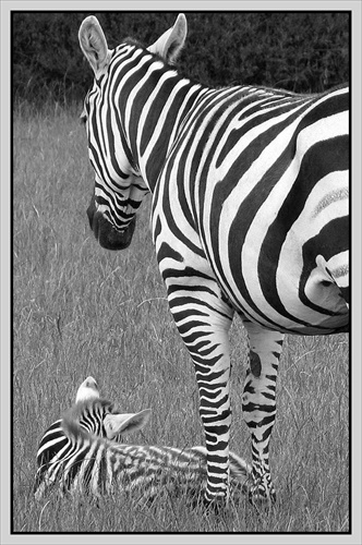 ....čierno-biele safari.....