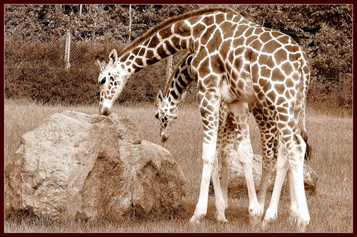 ....a už sú oblečené.....