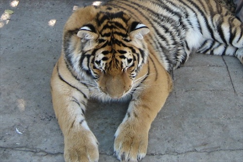 Tiger...