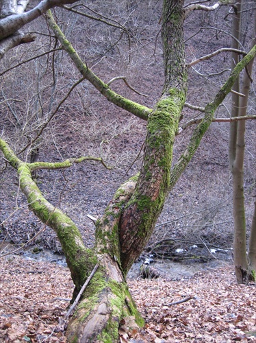 strom - Podsuchá