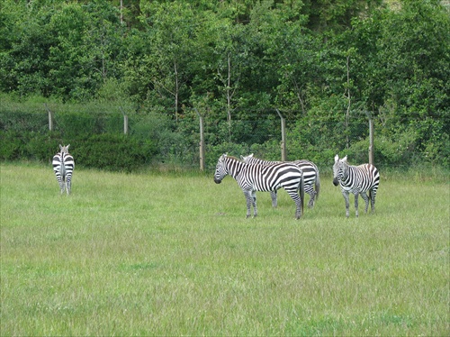 Safari park Givskud