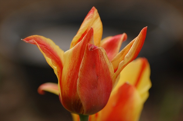 fanfán tulipááán