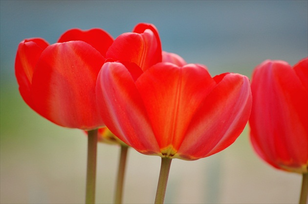 los tulipános