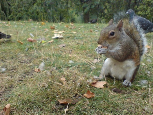 Veverica v parku, London