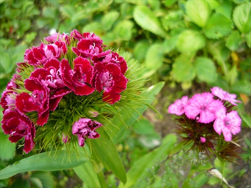 Kvety zo záhradky 3