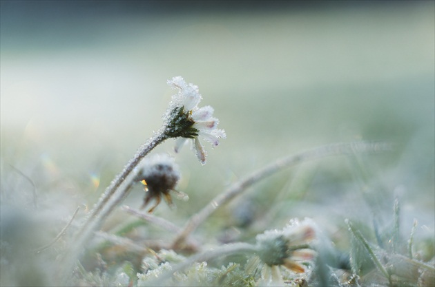 -frost morning-