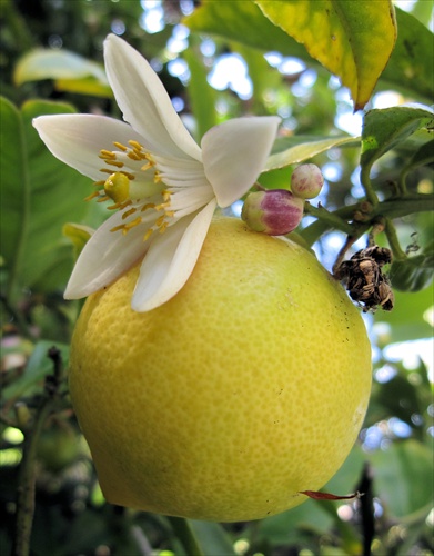 Citron s kvetom