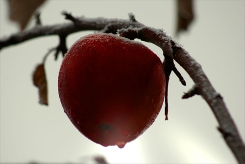Novembrové jablko