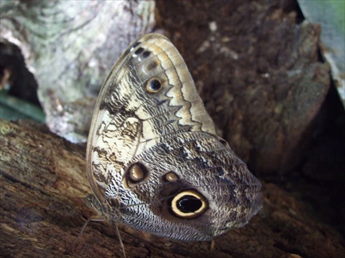 Motýl z botanickej