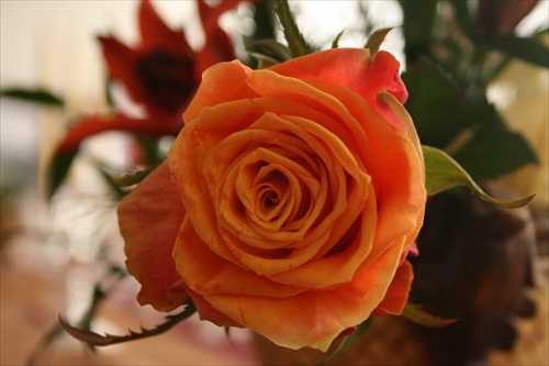 oranžová ruža / orange rose