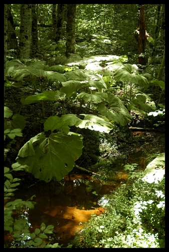 NP Biogradska Gora - bukový prales