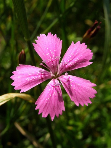 Dianthus sp. - klinček