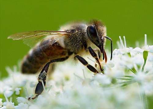 usilovná včielka IV.