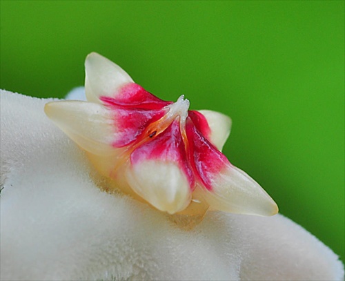 kvet voskovky