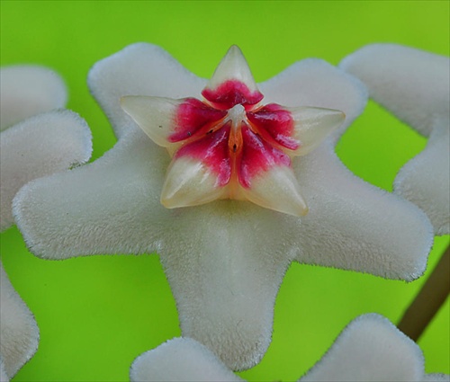 kvet voskovky II