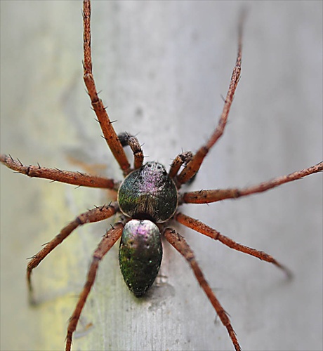 pavúčik II.