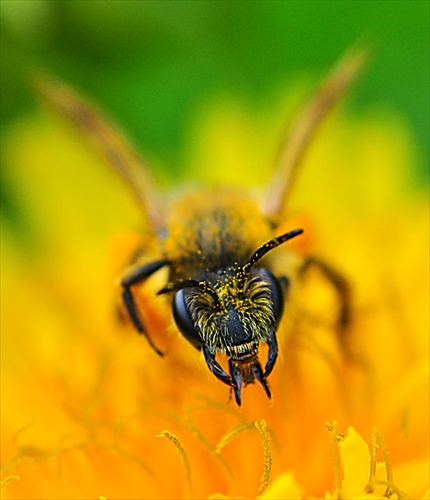nahnevaná včela