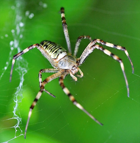 pavúčik III.