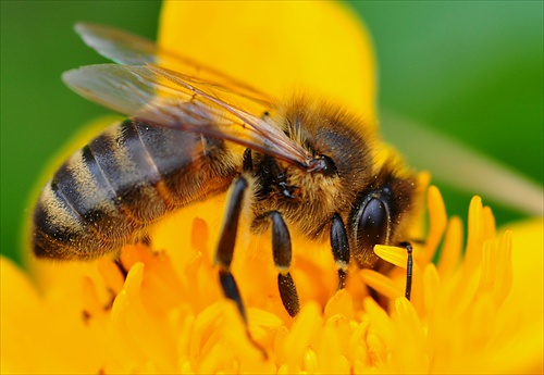 včela medonosná II.