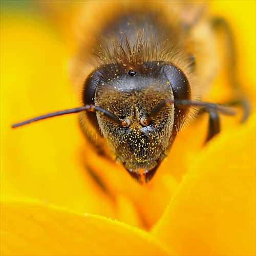 včela medonosná III.