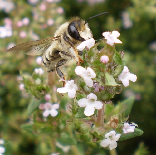Včela na tymiáne