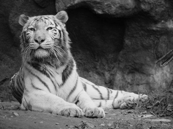(čierno) biely tiger