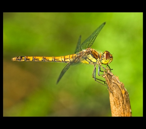 dragonfly II.
