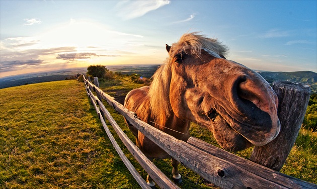 štastný kôň