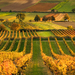vinice