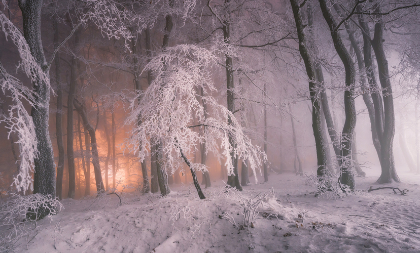 zimny les 